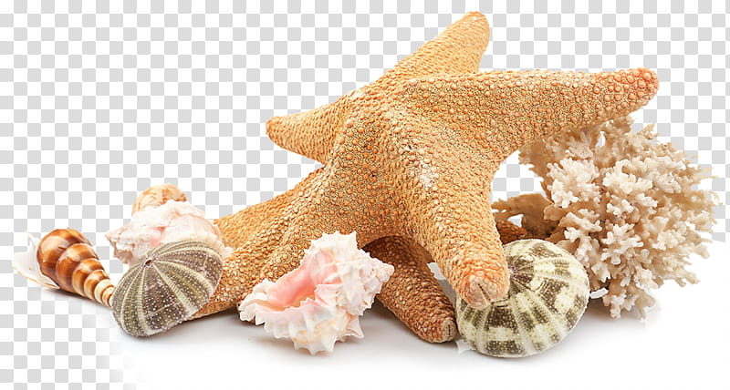 Dog And Cat, Beach, Seashell, Shell Beach, Inn, Wedding Invitation, Mollusc Shell, Seaside Resort transparent background PNG clipart