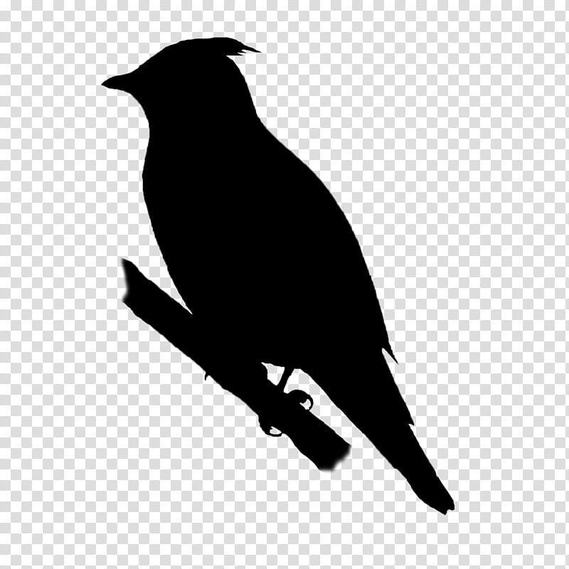 Bird Silhouette, American Crow, New Caledonian Crow, Beak, Common Raven, Language, Noun, Visual Language transparent background PNG clipart