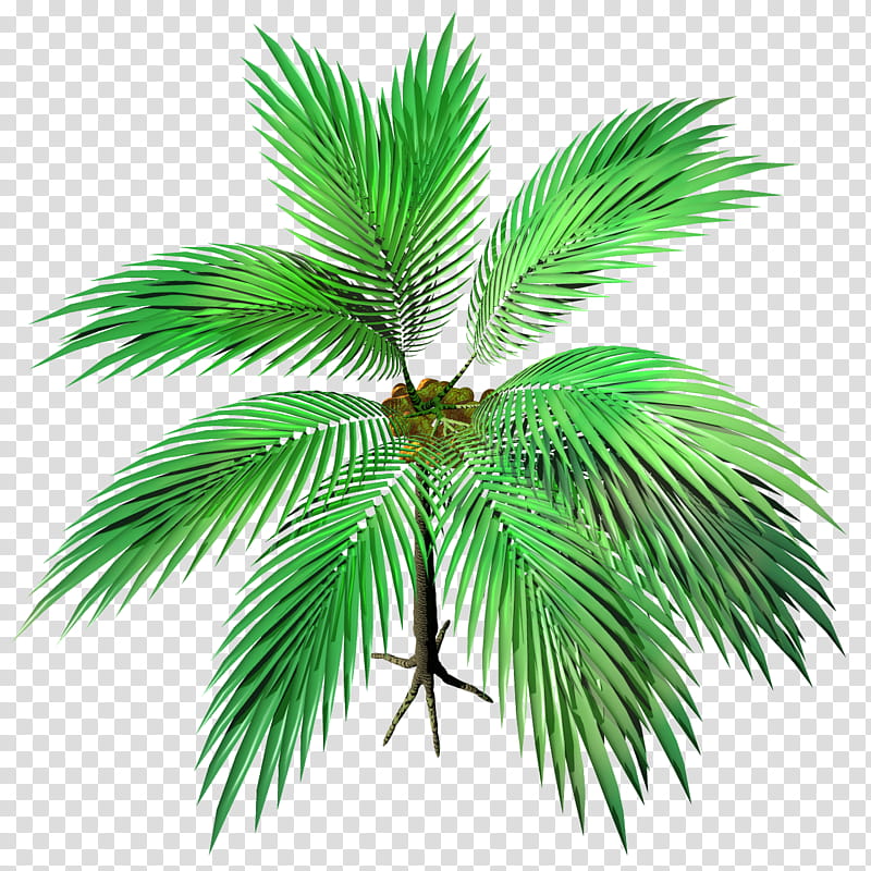 Yashi Cocos Nucifera TIF transparent background PNG clipart