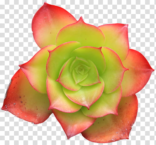 , green and red lipstick echeveria plant transparent background PNG clipart