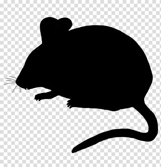 rat muridae pest mouse muroidea, Snout, Whiskers, Tail transparent background PNG clipart