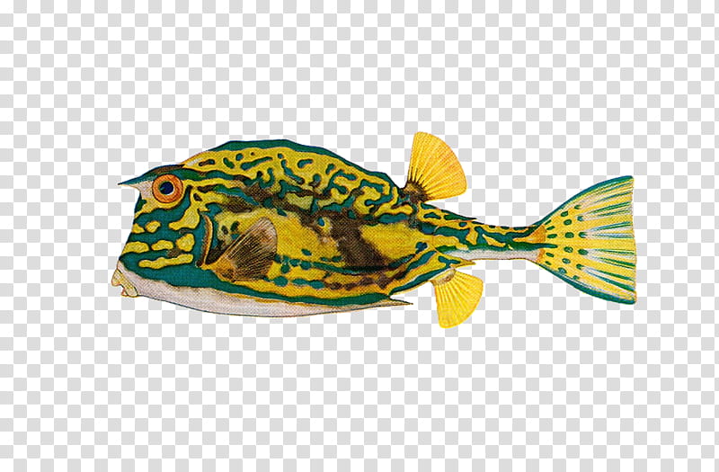 yellow and green fish transparent background PNG clipart