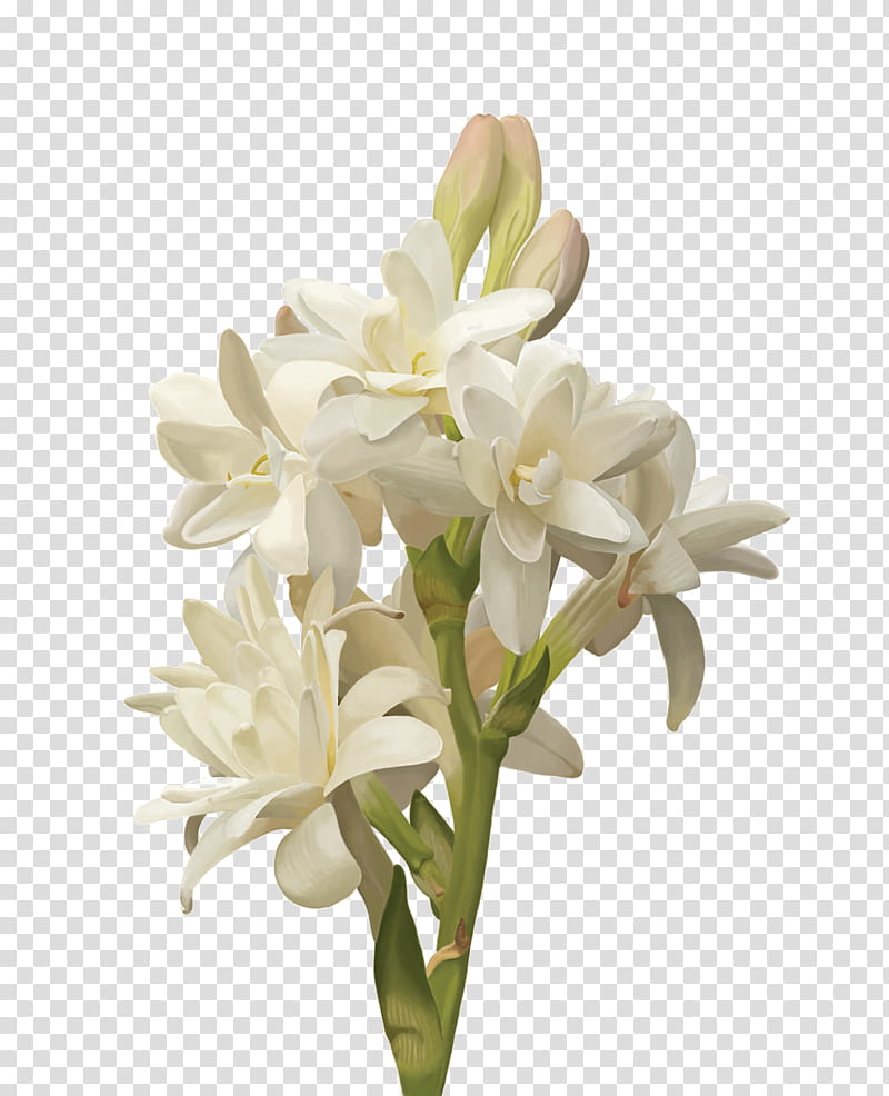 Flowers , white lily transparent background PNG clipart