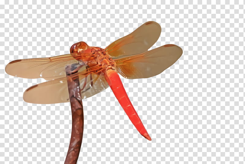Orange, Insect, Dragonflies And Damseflies, Dragonfly, Pest, Wing, Table transparent background PNG clipart