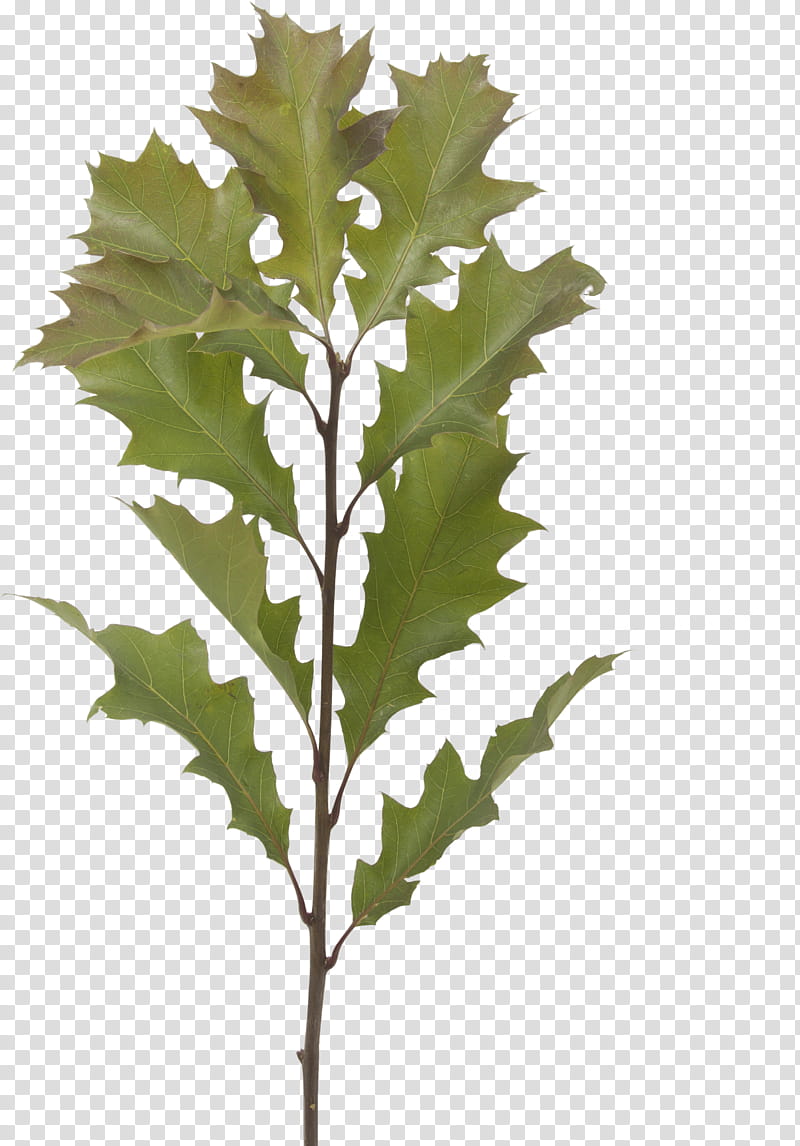 Plane, Leaf, Plant, Tree, Black Oak, Flower, Holly, Scarlet Oak transparent background PNG clipart