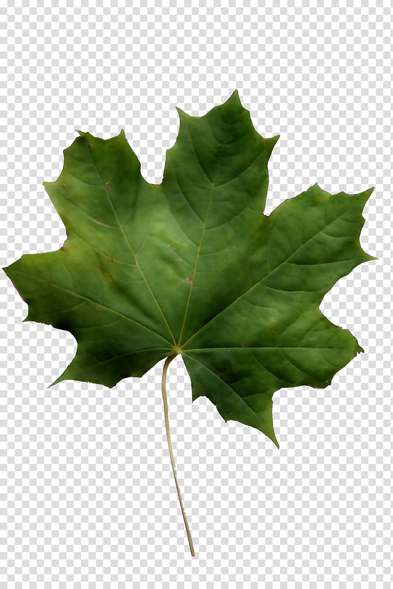 Red Maple Tree, Norway Maple, Sycamore Maple, Leaf, Field Maple, Japanese Maple, Maple Leaf, Samara transparent background PNG clipart