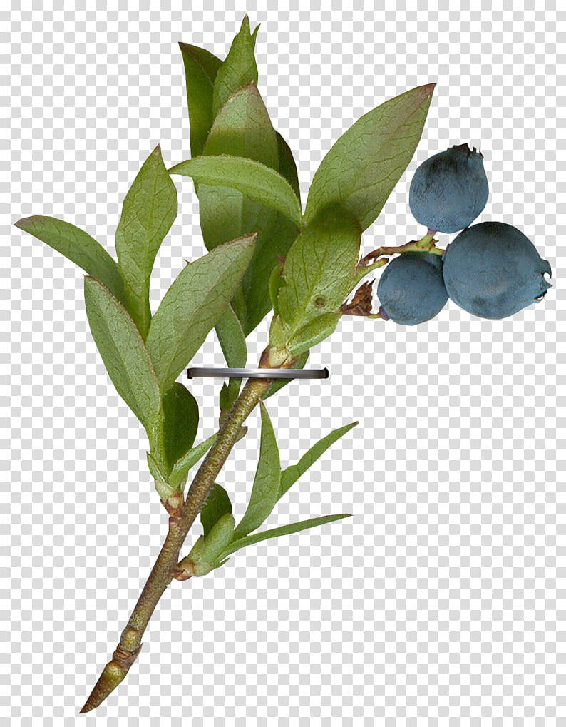 Olive Tree, Twig, Plant Stem, Leaf, Fruit, Plants, Flower, Eucalyptus transparent background PNG clipart