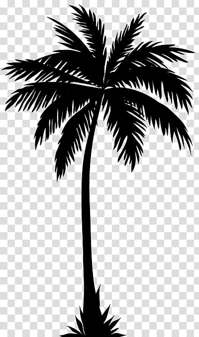 Coconut Tree Drawing, Palm Trees, Silhouette, Sabal Palm, Fanleaved Palms, Arecales, Woody Plant, Leaf transparent background PNG clipart
