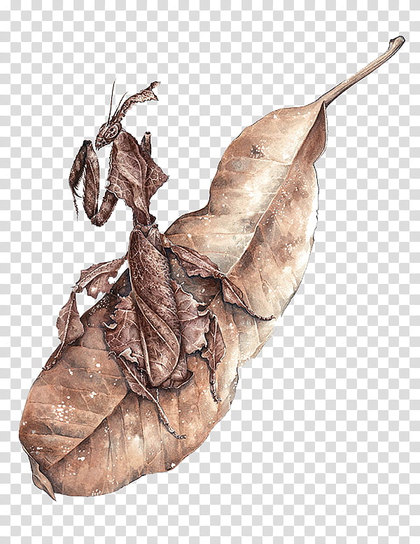 brown praying mantis illustration transparent background PNG clipart