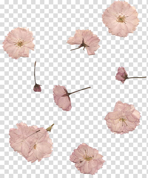 Cute pnk , white flowers transparent background PNG clipart