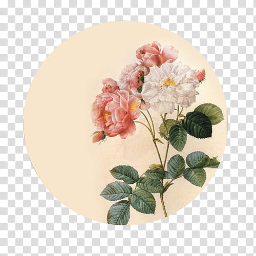 Pink Flower, Floral Design, Damask Rose, Garden Roses, Vintage, Zazzle, Pink Flowers, Rose Family transparent background PNG clipart