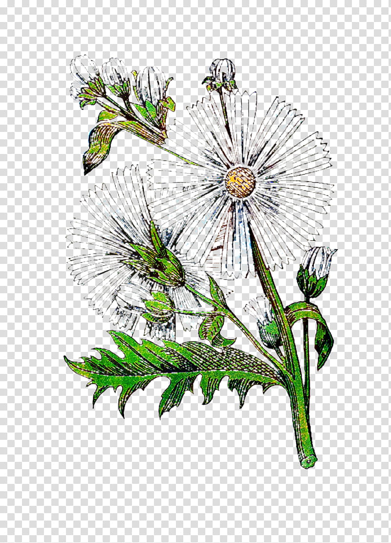 Flowers, Cut Flowers, Floral Design, Plant Stem, Branch, Dandelion, Plants, Camomile transparent background PNG clipart