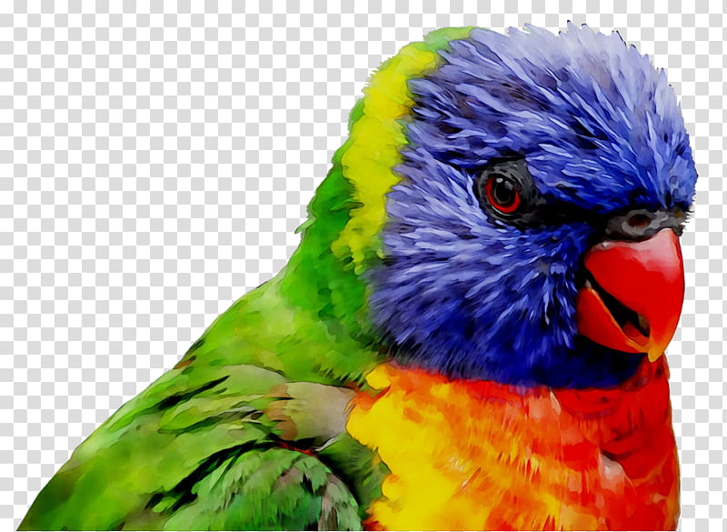 Bird Parrot, Macaw, Parakeet, Loriini, Feather, Beak, Pet, Lorikeet transparent background PNG clipart