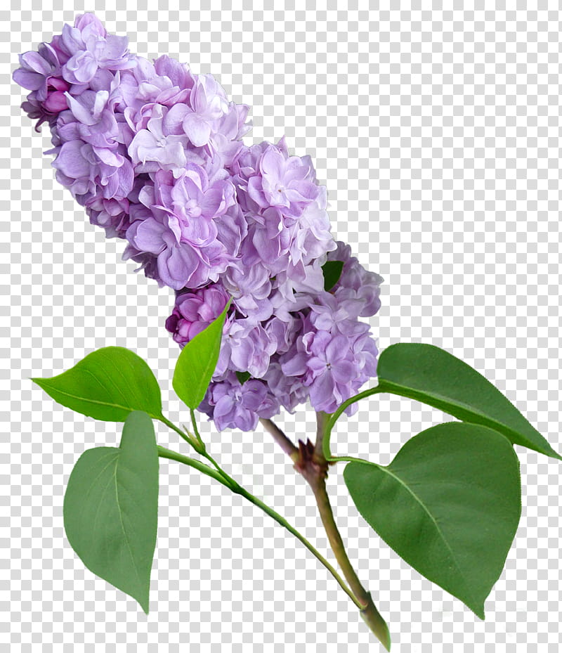 Lilac Flower, purple-petaled flower transparent background PNG clipart