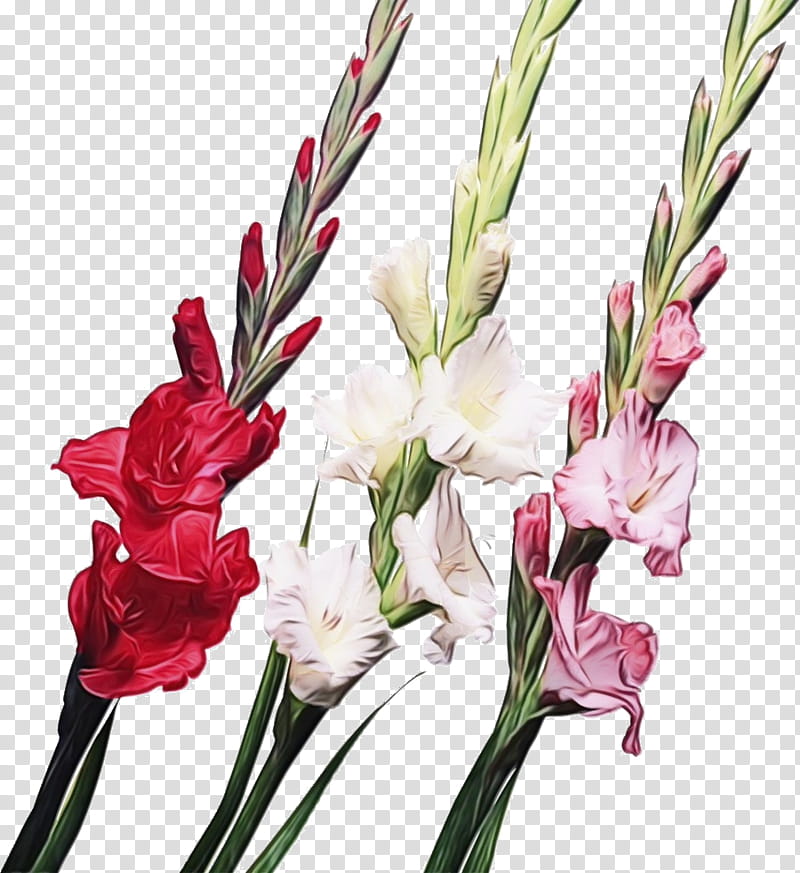 flower flowering plant plant cut flowers gladiolus, Watercolor, Paint, Wet Ink, Iris Family, Petal, Pedicel, Bouquet transparent background PNG clipart