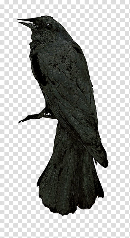 Watercolor, American Crow, Rook, Raven, Largebilled Crow, Common Raven, Bird, Cape Crow transparent background PNG clipart