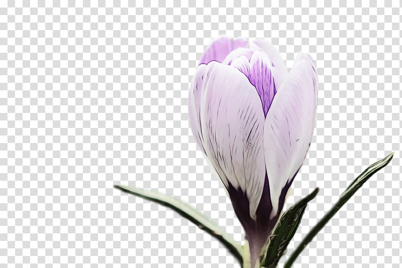 flower plant petal spring crocus crocus, Spring Flower, Spring Floral, Flowers, Watercolor, Paint, Wet Ink, Tommie Crocus transparent background PNG clipart