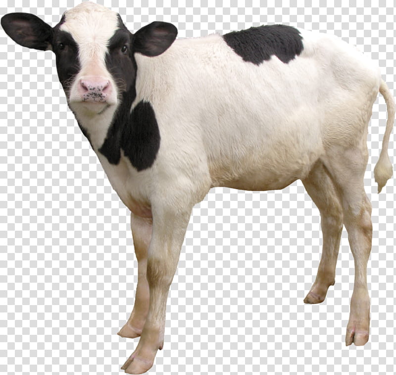 Goat, Calf, Taurine Cattle, Angus Cattle, Gyr Cattle, Dairy Cattle, Live, transparent background PNG clipart