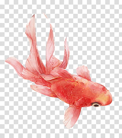 , red goldfish illustration transparent background PNG clipart