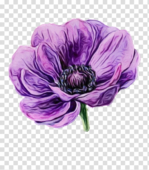 Purple Watercolor Flower, Watercolor Painting, Leaf, Gum Trees, White, Anemone Apennina, Wood Anemone, Violet transparent background PNG clipart