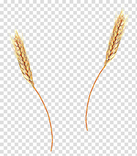 Wheat, Elymus Repens, Plant, Grass Family, Poales, Food Grain, Flowering Plant, Hordeum transparent background PNG clipart