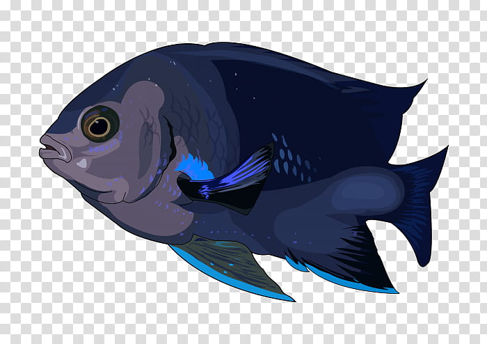 Fish, Fin, Cobalt Blue, Biology, Pomacentridae, Pomacanthidae, Bonyfish transparent background PNG clipart