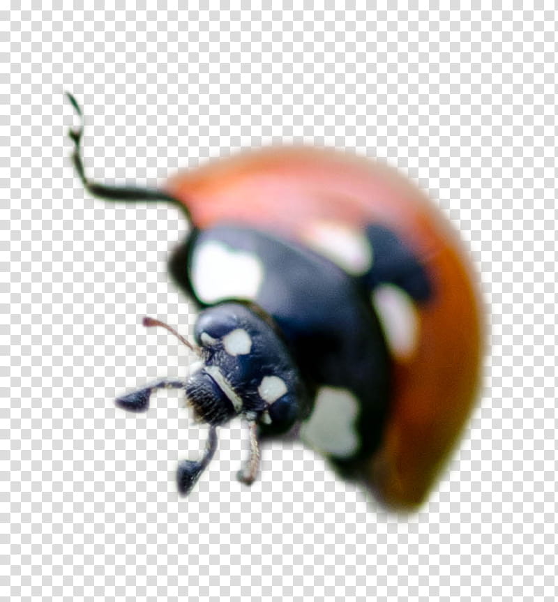 ladybug PNG image transparent image download, size: 256x256px