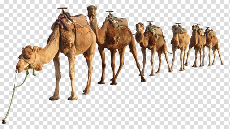 Bactrian Camel Camel, Dromedary, Desert, Camelid, Arabian Camel, Herd, Wildlife, Live transparent background PNG clipart