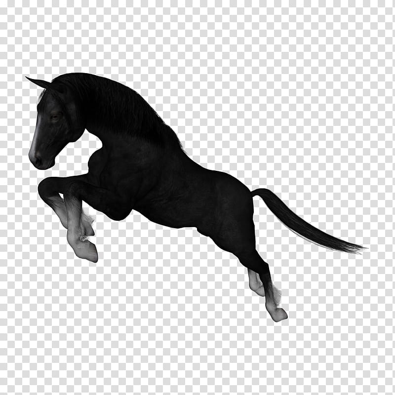 D Horses , black and white horse transparent background PNG clipart