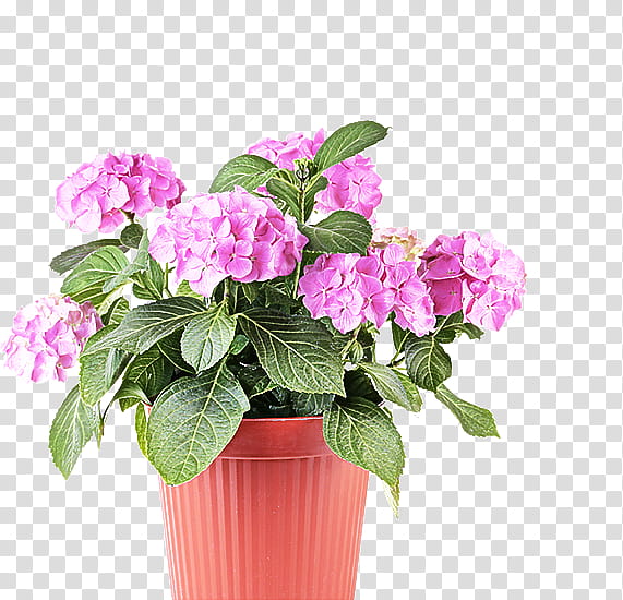 flower flowering plant plant pink flowerpot, Houseplant, Petal, Impatiens, Cut Flowers, Hydrangea transparent background PNG clipart