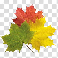 Autumn swatches, red, green, and yellow maple leaves transparent background PNG clipart
