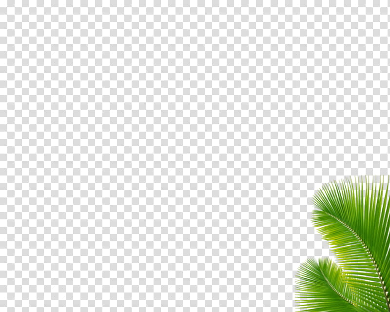 green palm plants transparent background PNG clipart green palm plants transparent background PNG clipart