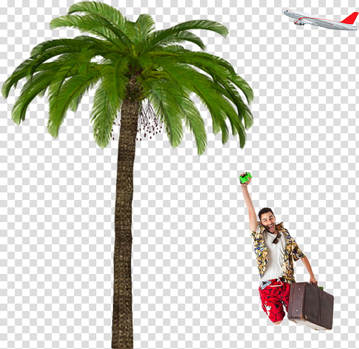Coconut Tree, Hotel, Carol And Tayfuns Boat Trips, Dalyan, Villa, Travel, Tourism, Beach transparent background PNG clipart