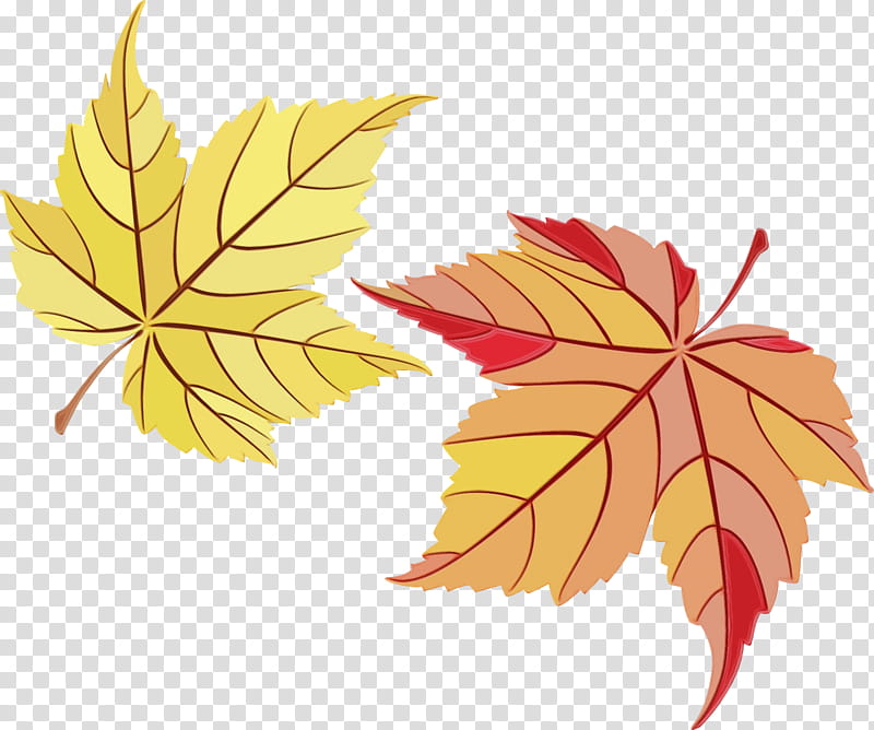 Family Tree, Maple Leaf, Black Maple, Plant, Woody Plant, Yellow, Deciduous, Plane transparent background PNG clipart