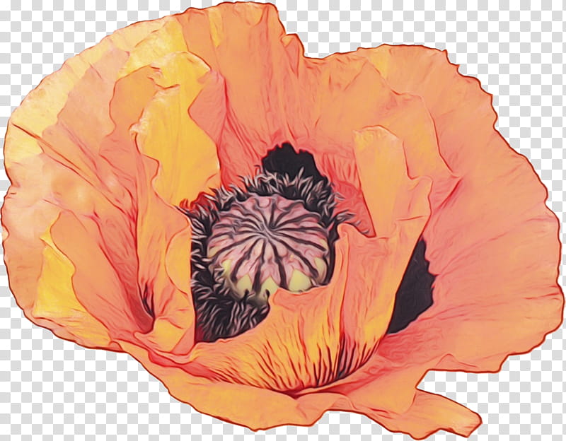 Orange, Watercolor, Paint, Wet Ink, Oriental Poppy, Flower, Poppy Family, Plant, Yellow, Hawaiian Hibiscus transparent background PNG clipart