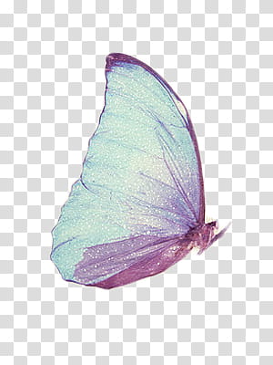 S, morpho butterfly transparent background PNG clipart