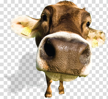 macro of brown cattle transparent background PNG clipart