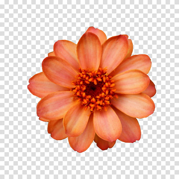 flower power s, orange zinnia flower art transparent background PNG clipart