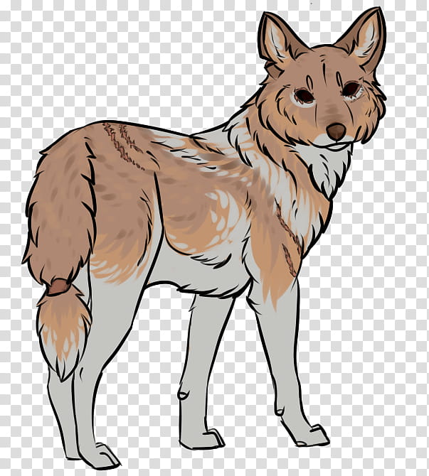 Wolf, Saarloos Wolfdog, Czechoslovakian Wolfdog, Coyote, RED Fox, Dingo, Dhole, Jackal transparent background PNG clipart