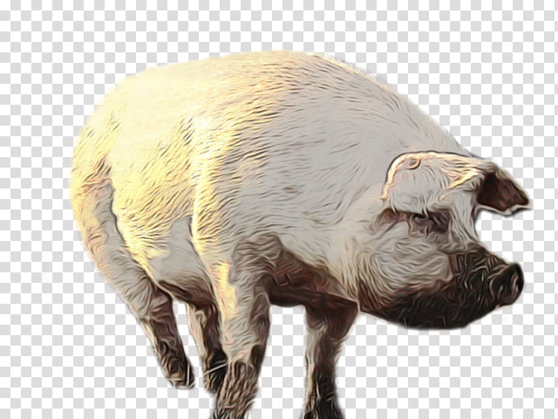 Cartoon Sheep, Watercolor, Paint, Wet Ink, Pig, Live, Snout, Animal transparent background PNG clipart