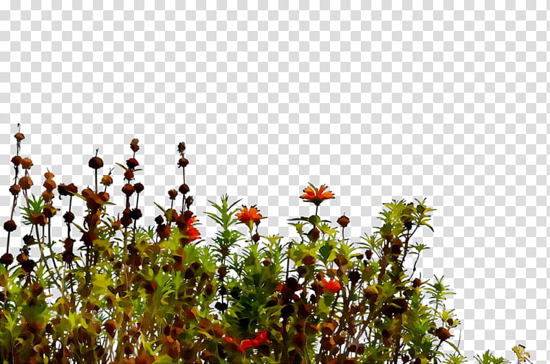 Cartoon Nature, Branching, Sky, Plants, Vegetation, Flower, Natural Landscape, Wildflower transparent background PNG clipart