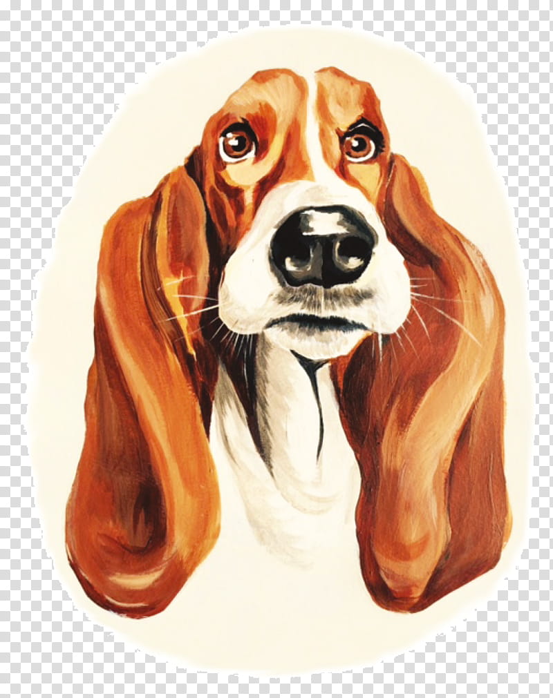 Dog, Beagle, Harrier, English Foxhound, Finnish Hound, Beagleharrier, Basset Hound, Puppy transparent background PNG clipart