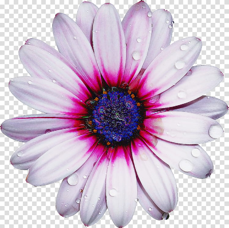 Flowers, Transvaal Daisy, Chrysanthemum, Cut Flowers, Aster, Closeup, Petal, African Daisy transparent background PNG clipart