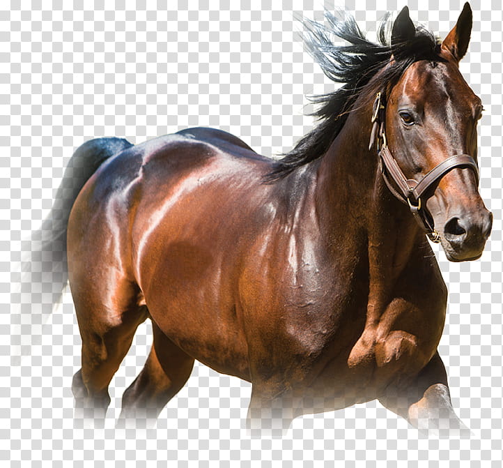 Horse, Stallion, Mustang, Standardbred, Mane, Mare, Foal, American Paint Horse transparent background PNG clipart