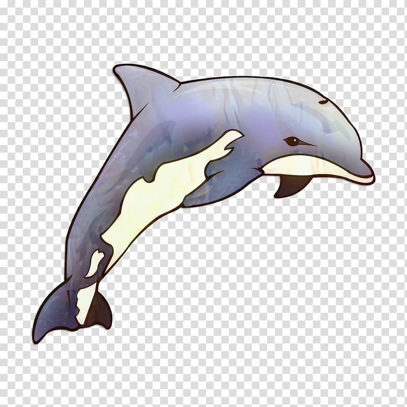 Whale, Shortbeaked Common Dolphin, Roughtoothed Dolphin, Wholphin, Porpoise, Killer Whale, Longbeaked Common Dolphin, Cetaceans transparent background PNG clipart
