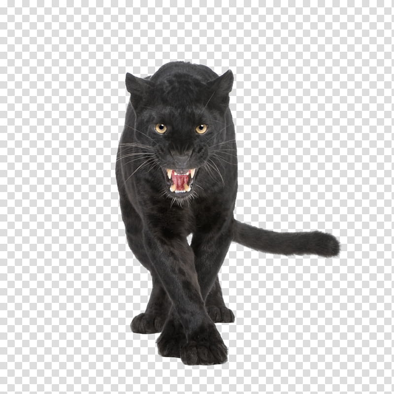 Black Panther, black panther transparent background PNG clipart