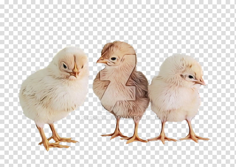 bird chicken beak live poultry, Watercolor, Paint, Wet Ink, Live transparent background PNG clipart