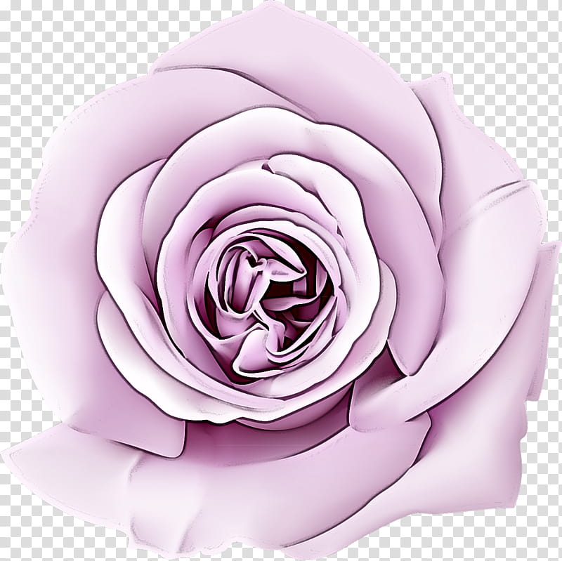 Garden roses, Pink, Petal, Violet, Purple, Flower, Floribunda, Hybrid Tea Rose transparent background PNG clipart