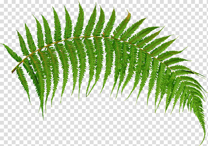 Fern, Leaf, Terrestrial Plant, Vegetation, Vascular Plant, Ostrich Fern, Ferns And Horsetails, Tree transparent background PNG clipart