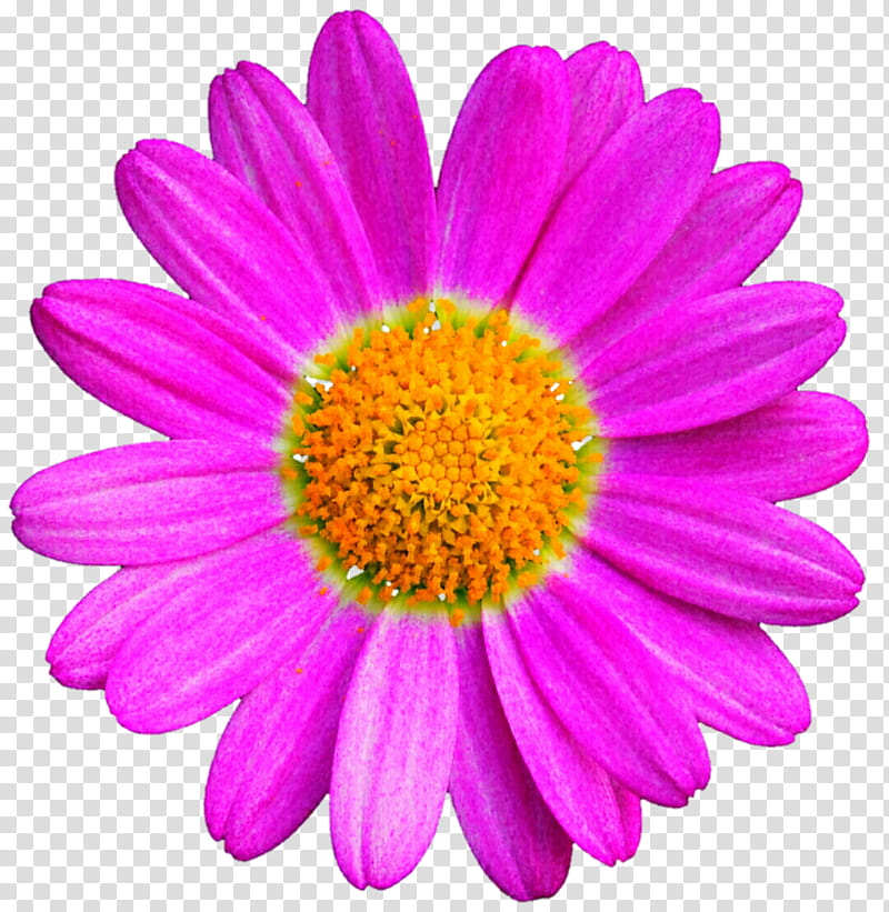 Popping Pink Daisy transparent background PNG clipart